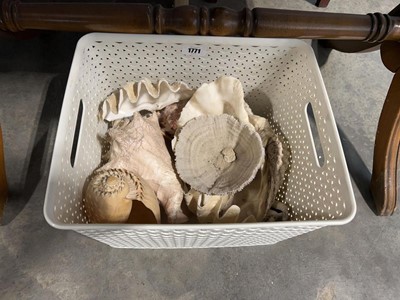 Lot 1771 - Plastic crate of ornamental sea shells