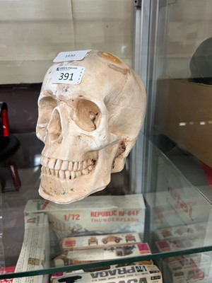 Lot 391 - A moulded model of a human skull