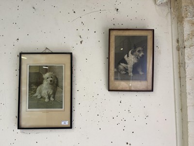 Lot 41 - Two framed and glazed prints of dogs