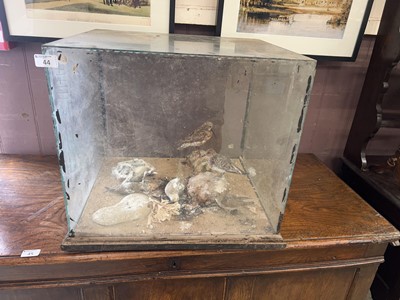 Lot 44 - A display of taxidermy birds