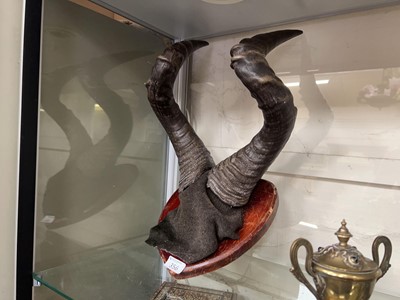 Lot 356 - A half skull and antlers of a hartebeest...