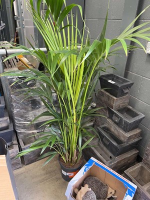 Lot 4342 - Kentia palm