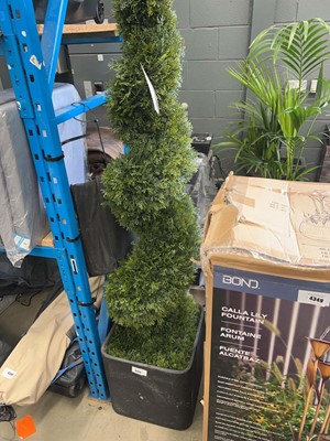 Lot 4350 - Tree Locate cedar spiral tree