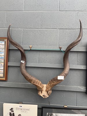 Lot 5134 - Pair of Kudu horns