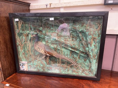 Lot 34 - Cased taxidermy of a cock pheasant