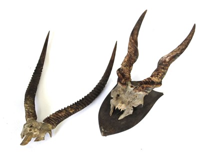 Lot 8 - A pair of horns and skull, mounted on an oak...