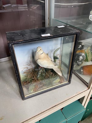 Lot 303 - A Spicer ZFS & Sons glass cased taxidermy...