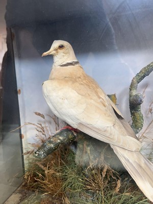 Lot 303 - A Spicer ZFS & Sons glass cased taxidermy...