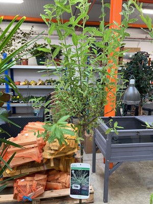 Lot 2196 - Large potted Hakuro-Nishiki Salix ornamental tree