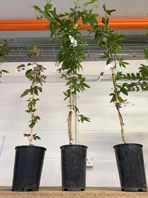 Lot 2200 - Potted Constance Elliott Passiflora passion...