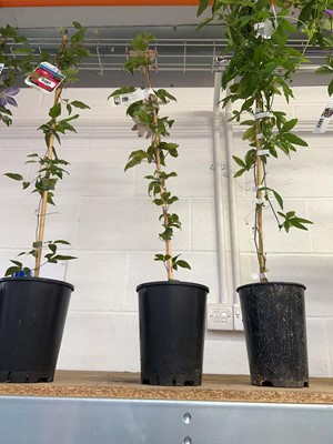 Lot 2199 - Potted Gurnsey Flute climbing clematis