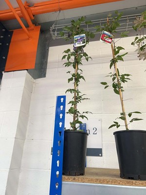 Lot 2198 - Potted Diana's Delight climbing Clematis