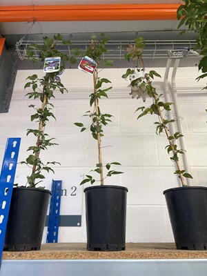 Lot 2197 - Potted Cardinal climbing clematis