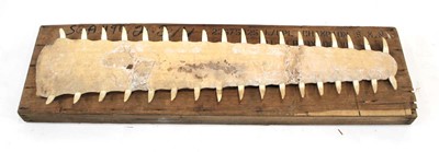 Lot 81 - An unworked sawfish rostrum (pristidae spp)...