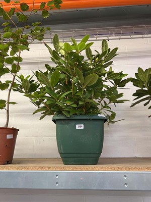 Lot 2164 - Large Rhododendron in pot