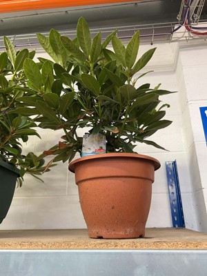 Lot 2165 - Large Rhododendron in pot
