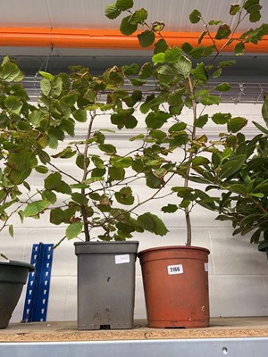 Lot 2166 - Pair of potted hazelnut trees