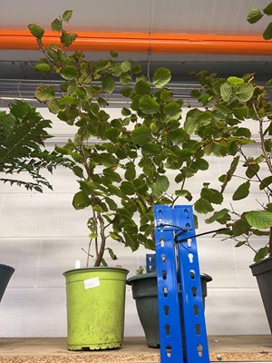 Lot 2167 - Pair of potted hazelnut trees