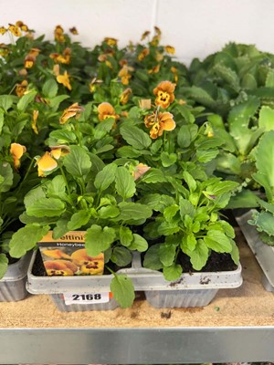 Lot 2168 - 3 trays containing 18 potted Honey Bee violas