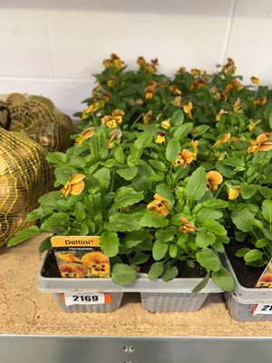 Lot 2169 - 3 trays containing 18 potted Honey Bee violas