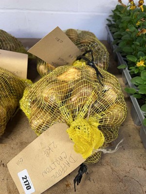 Lot 2170 - 2 x 1Kg nets of daffodil bulbs to include...