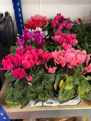 Lot 2175 - Tray containing 10 x potted Cyclamen