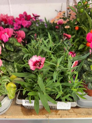 Lot 2176 - 3 trays containing 18 potted Dianthus