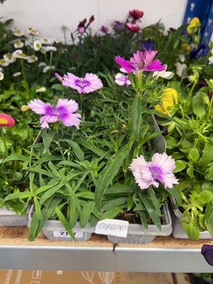 Lot 2177 - 3 trays containing 18 potted Dianthus