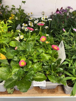 Lot 2178 - 3 trays containing 18 potted Bella Daisies