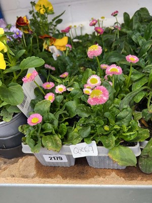 Lot 2179 - 3 trays containing 18 potted Bella Daisies