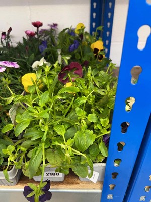 Lot 2180 - 3 trays containing 18 potted Autumn/Winter...