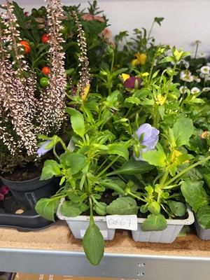 Lot 2181 - 3 trays containing 18 potted Autumn/Winter...