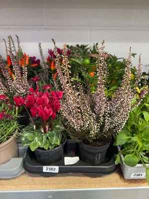 Lot 2182 - Tray containing 8 potted mixed Winter/Autumn...