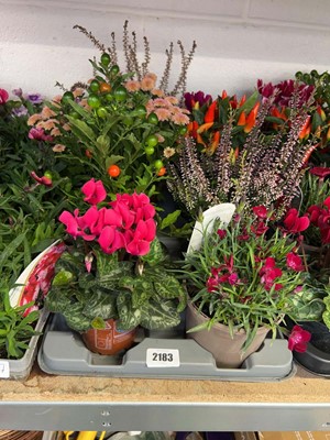 Lot 2183 - Tray containing 8 potted mixed Winter/Autumn...