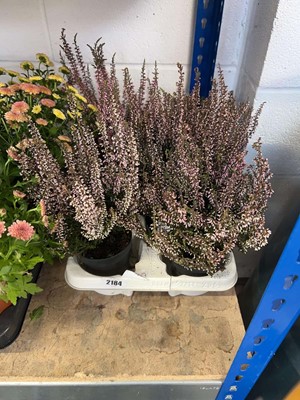 Lot 2184 - Tray containing 6 potted heathers