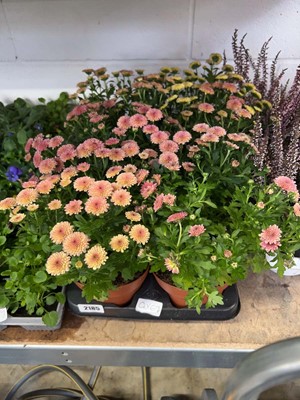 Lot 2185 - Tray containing 6 potted Chrysanthemums