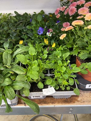 Lot 2186 - 3 trays containing 18 potted Violas