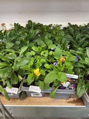 Lot 2187 - 3 trays containing 18 potted Violas