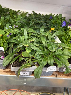 Lot 2188 - 3 trays containing 18 potted Myosotis