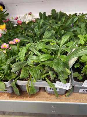 Lot 2189 - 3 trays containing 18 potted Myosotis