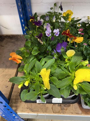 Lot 2190 - Tray containing 12 potted Autumn/Winter...