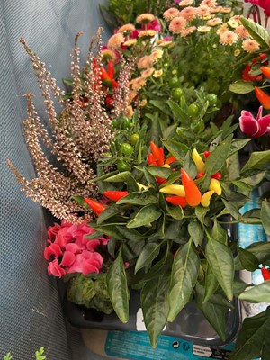 Lot 2191 - Tray containing 8 potted mixed Autumn/Winter...
