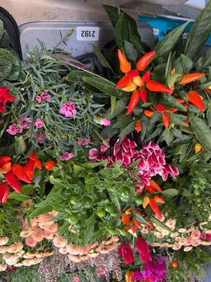 Lot 2192 - Tray containing 8 potted mixed Autumn/Winter...