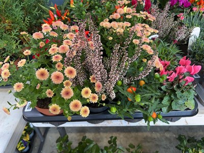 Lot 2193 - Tray containing 8 potted mixed Autumn/Winter...