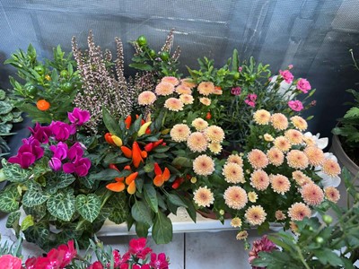 Lot 2194 - Tray containing 8 potted mixed Autumn/Winter...