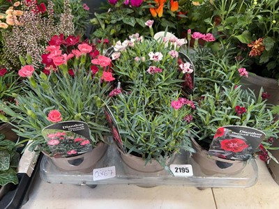 Lot 2195 - Tray containing 6 large potted Dianthus