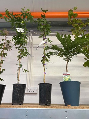 Lot 2201 - Potted Incense Passiflora passion flower plant