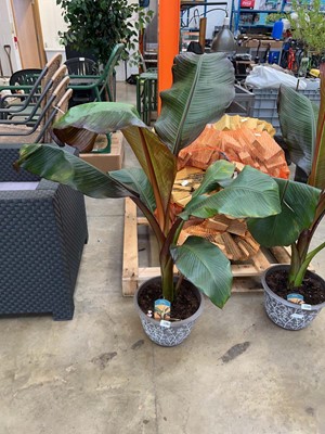 Lot 2202 - Large potted Musa Enstetered