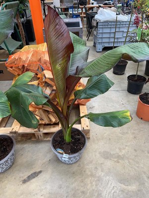 Lot 2203 - Large potted Musa Enstetered