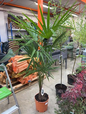 Lot 2204 - Large potted Trachycarpus Palm